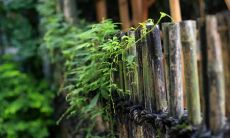 一些唯美禅意温暖你心灵的句子，带你感受内心的平静与领悟生命的真谛