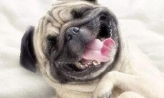 2022年最妙趣横生的搞笑短信诙谐登场!