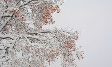 经历过严冬的人们能够真正感受到雪给世界带来的绝美景象