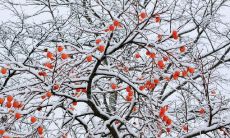 无垠的大雪掩盖一切：一些生动的描写大雪茫茫的句子