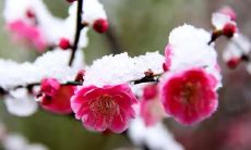 50个唯美的句子，让您沉醉在梅花的绝美世界中