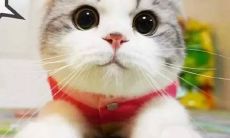 孤独男子编织愚蠢语句:一组荒唐言辞