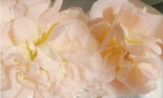 引人入胜的文学佳句 - 精致优美令人赞叹的句子值得收藏