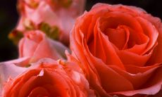 被骗后内心伤感的富有感染力的短语和句子