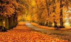 经典文学巨匠描绘的秋天景观：最美、动人、深情的古诗词化美丽雪白银杏、缤纷柿子红、黄叶如金景象！