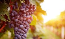 夏季如诗如画的小文艺句子,犹如一幅恢弘壮丽的油画呈现在眼前