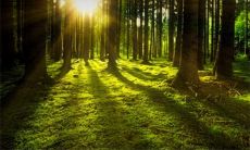 20个适合植树节发朋友圈的句子说说，让你的朋友和粉丝一起呼吁保护环境，共同参与植树行动！