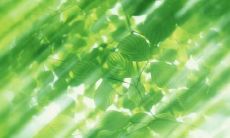 尽情颂扬夏日温柔之美的华丽句子集锦