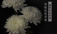 向奋斗在疫情一线的英雄们致以崇高敬意——赞颂抗疫英雄的措辞