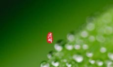 30句清明祭英烈寄语大全汇总，悼念抗疫英雄的清明节慰藉语句子