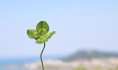 在寒冷的冬季，这些让你感到无比幸福的句子将温暖你的心灵！