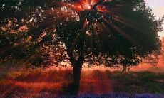 一生挚友，令人感动的唯美句子，诠释友谊长存之美好