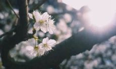 收集了各式各样咏叹春风的优美古诗词,让你尽情赏析!