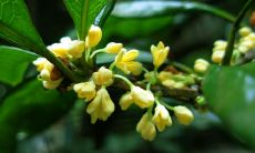 以桂花为主角的盛夏九月:诗情画意中的充溢空气的桂花香味描述