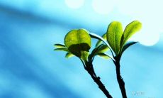 中华励志名言摘抄：汇聚千年智慧，灵感扶摇直上！