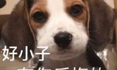 使用干净话的短而犀利的怼人语句，带有强烈气场