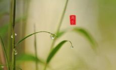 在雨水节气的时候，让我们探究雨水对大自然的影响，包括滋润万物、带来萌发生长、调节气温湿度等方面的作用