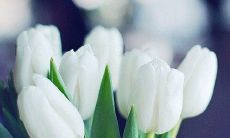 九月九日忆山东 雄关漫道真如铁 重阳节的短句表达深刻思古之情