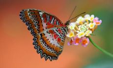 一串具有艺术感与灵魂的绝美句子,唤起你对蝴蝶优雅婉约的感受和浪漫情怀