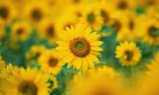 一系列让我心中欢喜的话语描绘