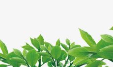 追溯秋日的树林,与风嘶啸相伴,我凝望着那一片片呈现出鲜艳色彩与半透明光泽的树叶,宛如大自然中的一幅壮观的画卷