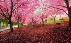 我在清明节去祭扫先人的心情分享：缅怀逝者，感悟生命意义，重温家族记忆，表达对亲人的思念和尊敬