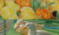 抖音上的精致温柔短语:优雅干净的难得之藏