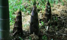 各式各样的关于竹笋的表述，包含历史、营养价值、烹饪技巧等方面的描述