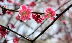 摘录春天中令人陶醉的美好句子，享受婉约柔美的亲近自然的时刻