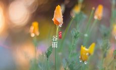 宜谷雨节气之际发表的有关气候、天文和节庆等方面的言论或留言