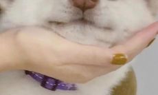 含有严重侮辱语言的恶意言论