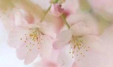 悲伤友情句子集锦:流淌着难以掩盖的情感,描绘着友谊的痛苦之路_百度汉语