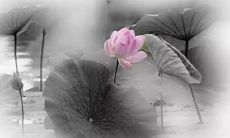 用动人肺腑的语言描绘同学之间情深意笃的友谊