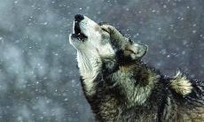 回顾经典电影作品《狼图腾》,你不容错过的那些震撼人心、意义深远的台词!