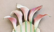 探究茶文化中朋友情谊的源泉和影响力的文章标题