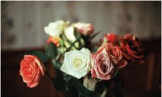 用华丽句子描绘朋友间情缘的美好与真诚之情