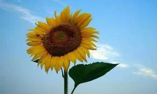 从生活中的点滴细节中学习，跨越困难时刻，坚持做正确而不是容易的事情，保持积极心态，塑造自己成为更好的人：一位生活中不懈追求卓越和幸福的人的较长座右铭