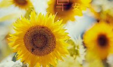 这些令人愉悦或令人心碎的话语——附带作者的名字