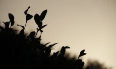 缠绵心绪，掩藏深情的留恋句子