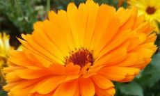 享受午后时光的幸福感：一系列能带来快乐的激励性句子