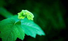 用绝妙表达描绘亲情的华丽语句