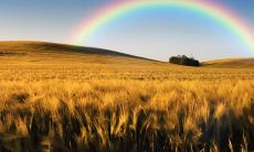 一串七彩缤纷的弧线，跨越天际，将大地和天空交织在一起的奇观：生动描绘彩虹的景象