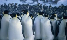 探秘皇帝企鹅日记:不容错过的经典台词回顾与分析