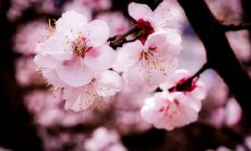 杏花的美丽诗句：从诗人眼中看纷繁世界的杏花璀璨之美