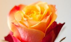 探寻友情真谛:名人经典语录揭示友情的真谛