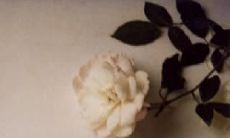 拉近彼此间距离的感人短文：用简短暖心的句子交织友情网络