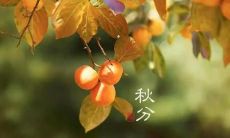 以下是秋分时节常用的表达和情感短语:
