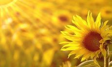 Immerse Yourself in the Joy of Everyday Life with the Latest 2022 Uplifting Copy, Featuring Heartfelt Sentences Filled with Warmth and Comfort