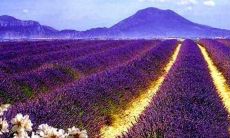 通过设计师的自我介绍，探究其设计格言和座右铭，了解其工作理念