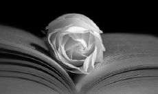 失落情感悲怆之选：深情爱语与哀伤格言交织的个性签名